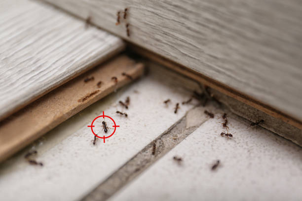 Best Spider Control Near Me  in Port Jefferson, NY