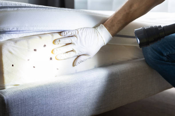 Best Emergency Pest Control  in Port Jefferson, NY
